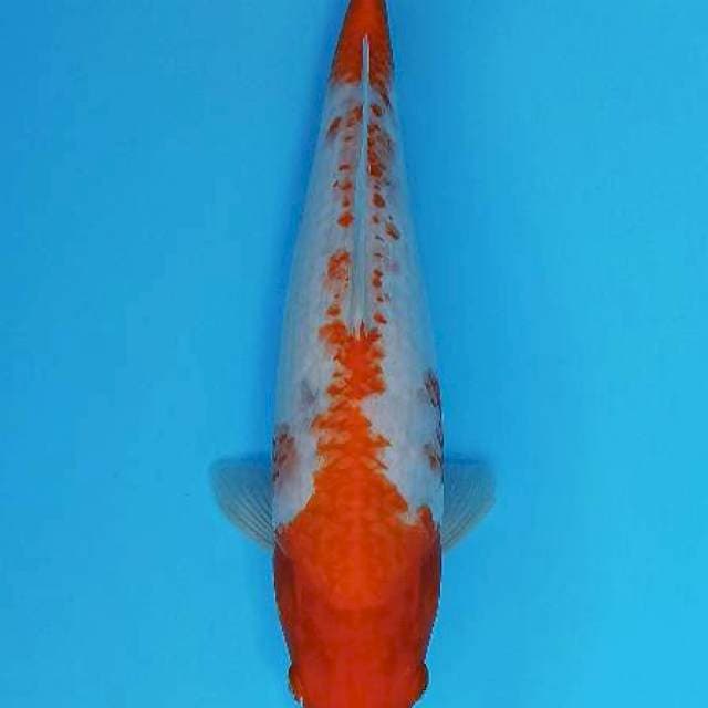 Kohaku punuk aragoke pola ochiba shigure 32cm