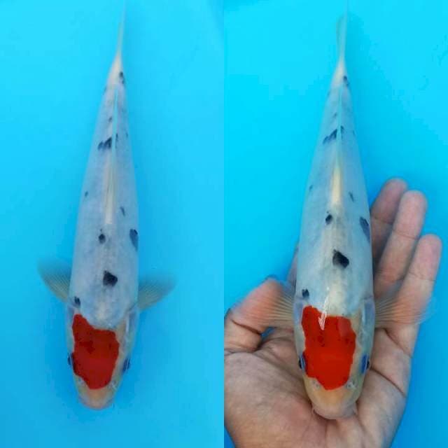 Tancho showa original simple 26cm