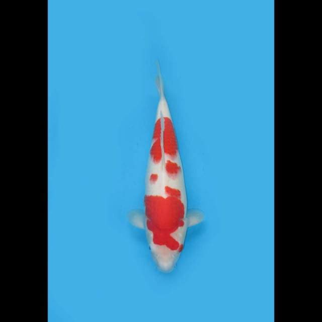 Kohaku Putih Salju