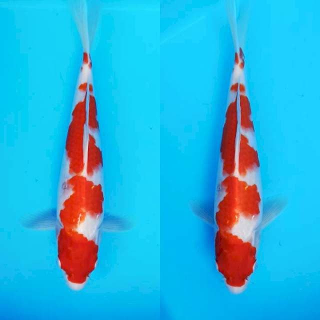 Beautyrose kohaku halus 29cm