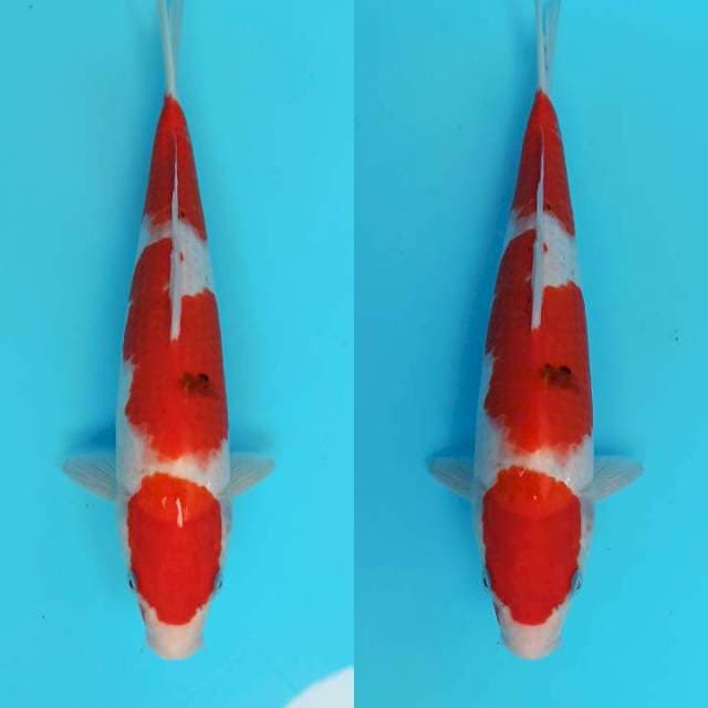 Tategoi sanke body proporsional 34cm