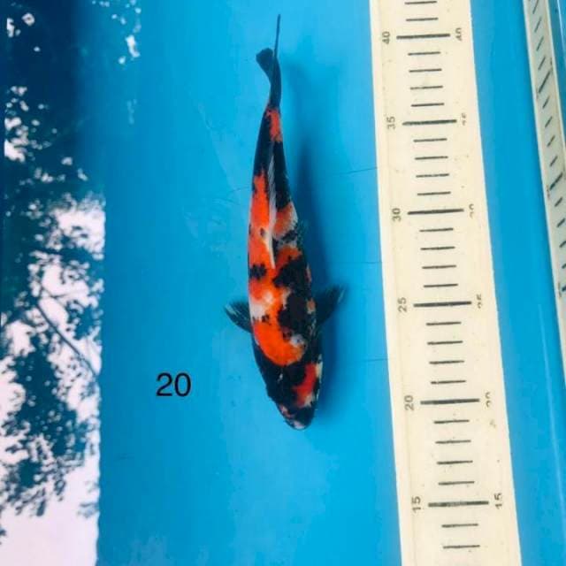 Showa shansoku ,20cm