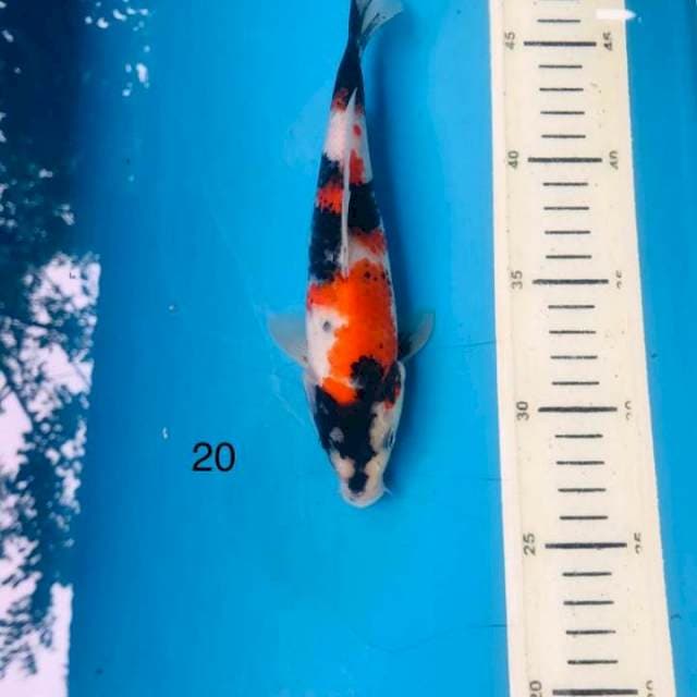 Showa shansoku ,20cm
