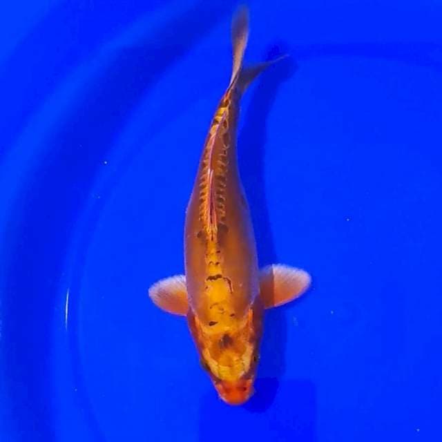 KAWARIMONO 25CM