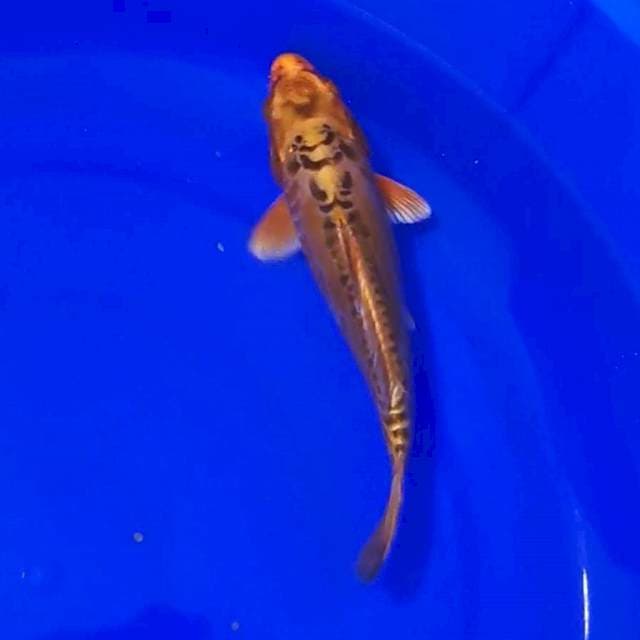 KAWARIMONO 23CM