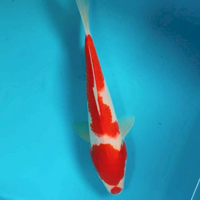 Kohaku kuchibeni 23cm