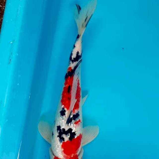 Sanke ginrind 25cm