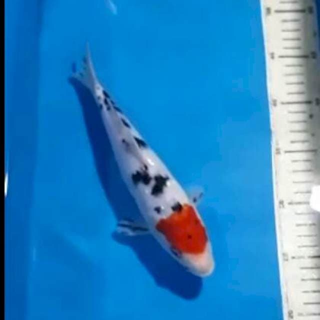 tanco sanke 19cm