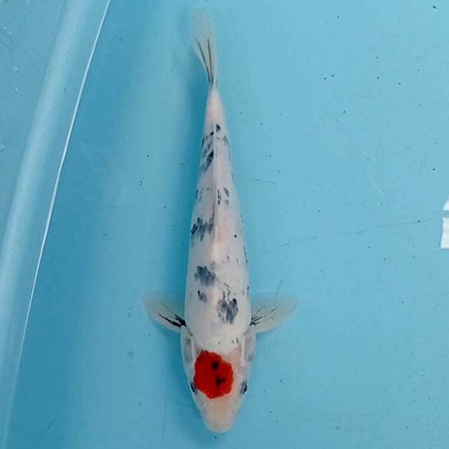 Tancho showa original 30 cm
