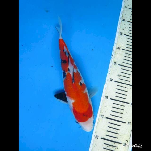 Sanke , 30cm