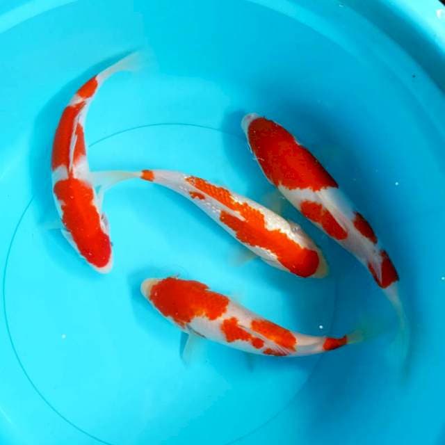 Pkt Kohaku