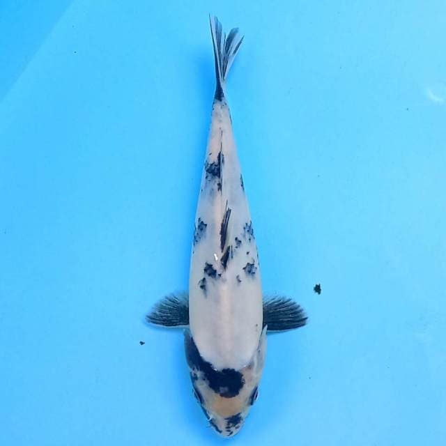 Shiro 19 cm