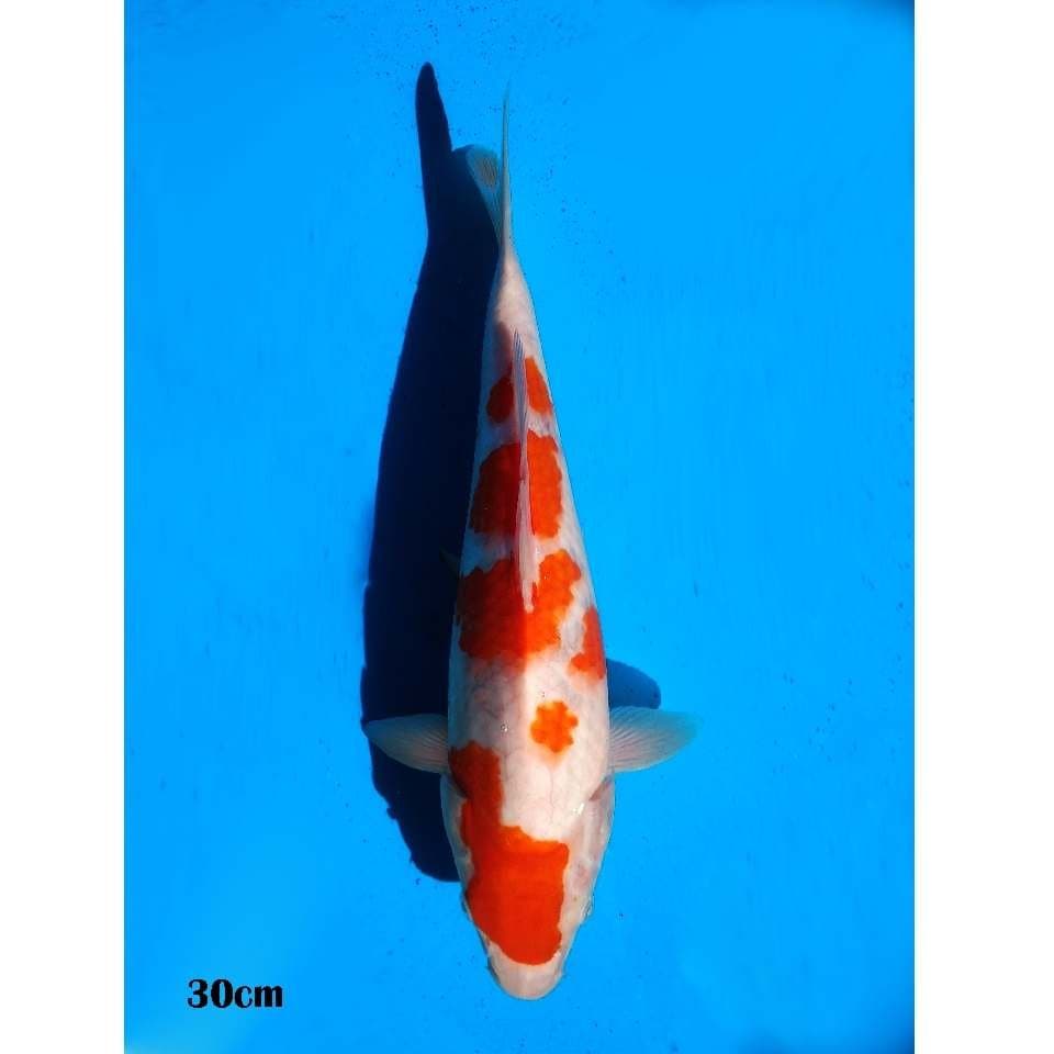 Yondan kohaku