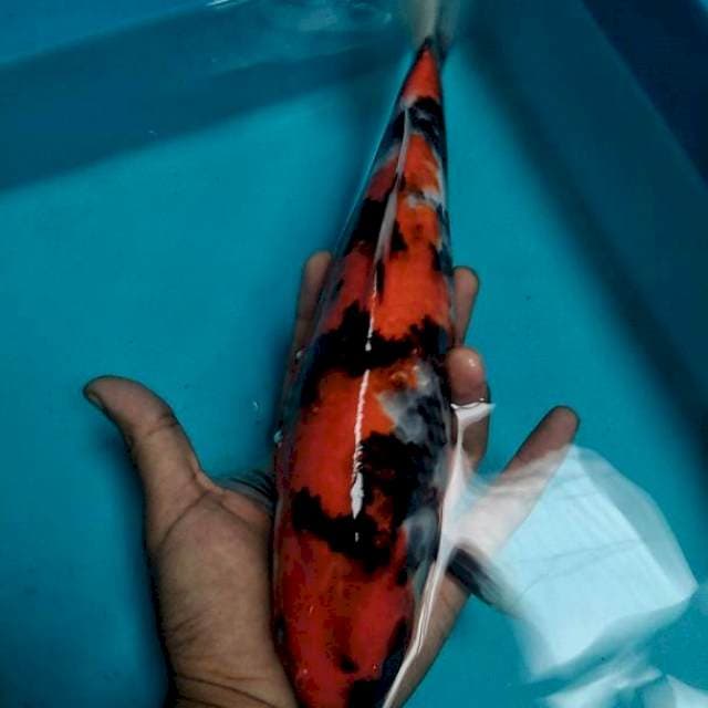 showa 30cm