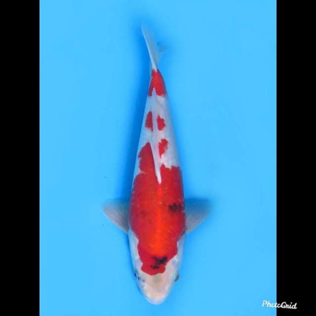 Red Showa Tategoi , 38cm