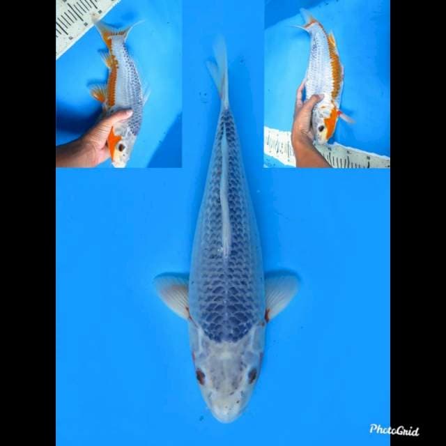 Asagi Jumbo , 38cm