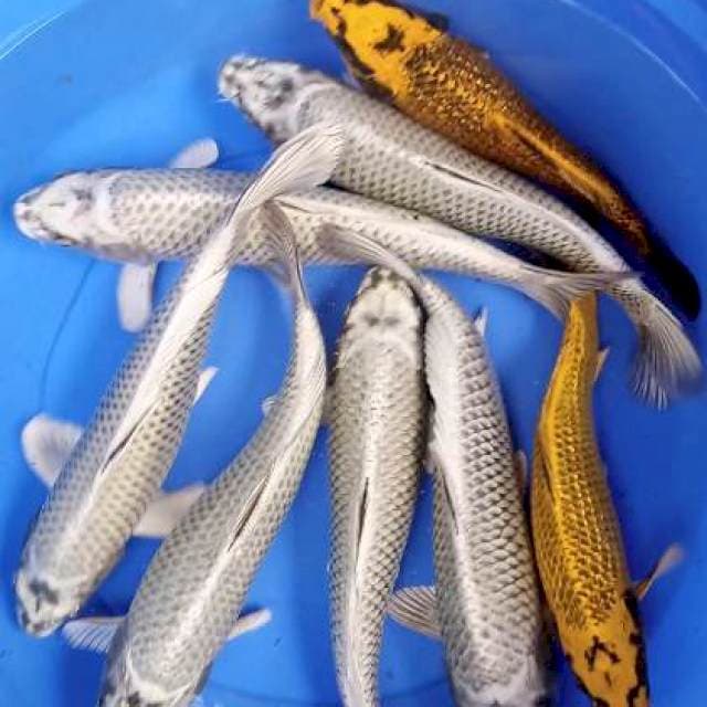 Mix 32,32,36,36,38 cm