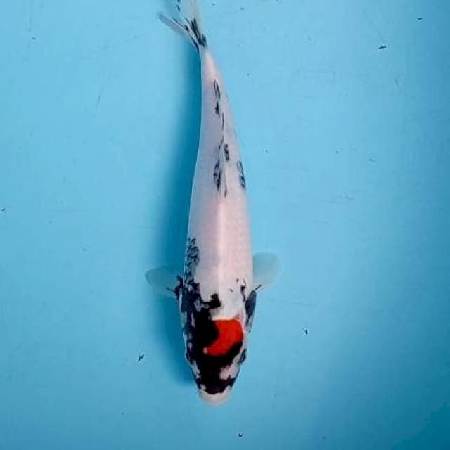 Tancho showa original 25 cm. Male