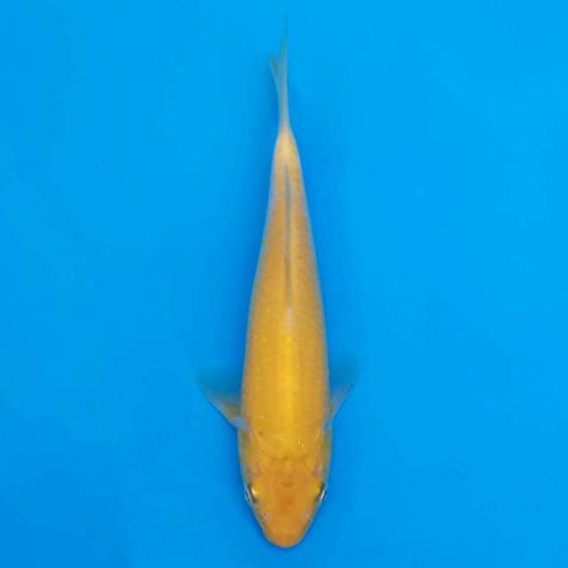 F1 marusei 19cm