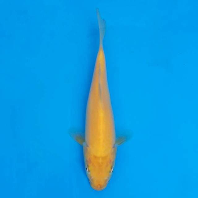 F1marusei 18cm