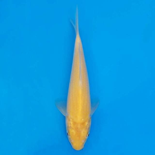 F1 akame marusei 20cm