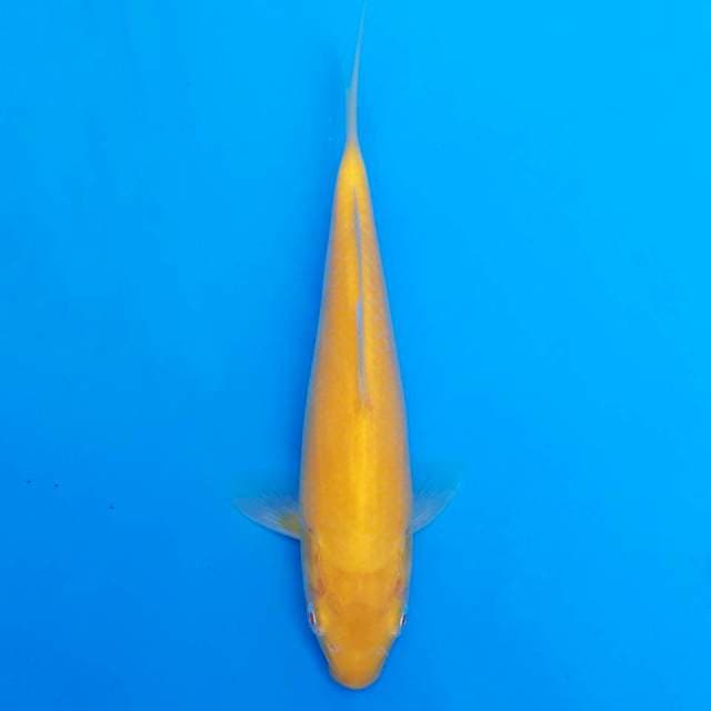 F1 akame marusei 20cm
