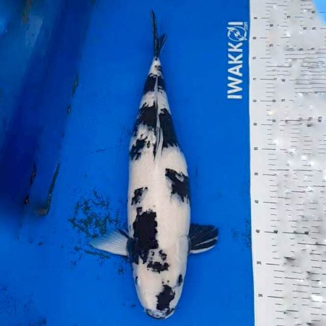 Jumbo Shiro Kwalitas Indukan