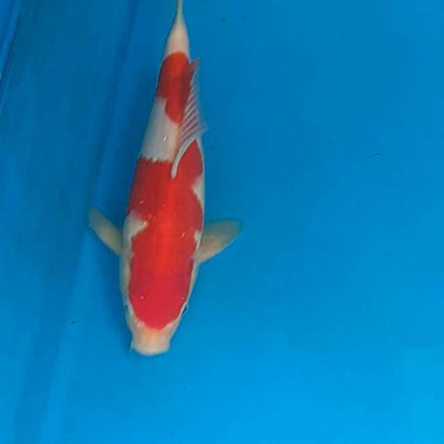 Kohaku 30bu 🤩🤩