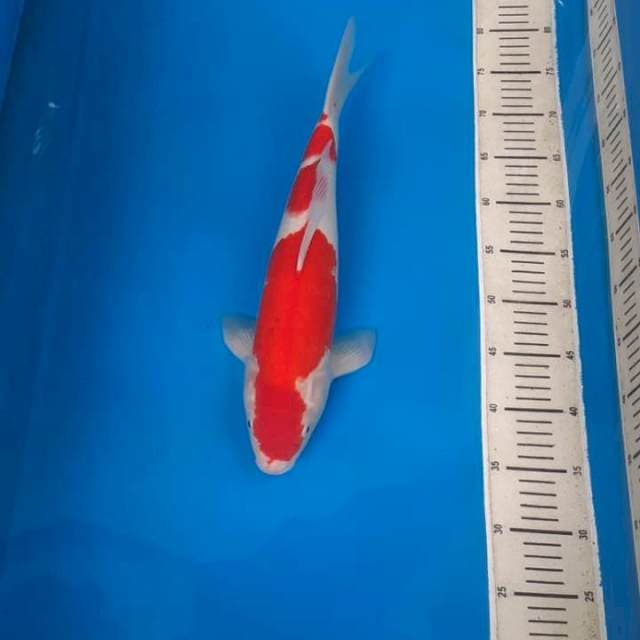 Kohaku #ciamik# 45bu 🤩