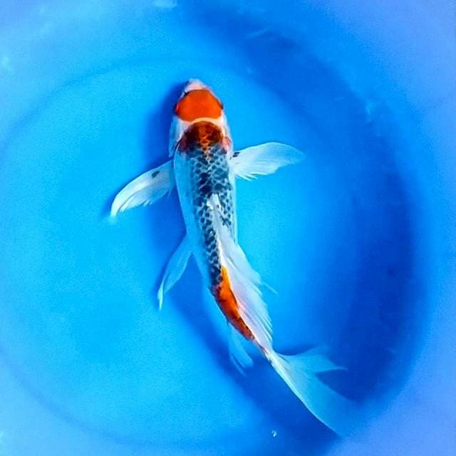 38cm Maruten goshiki