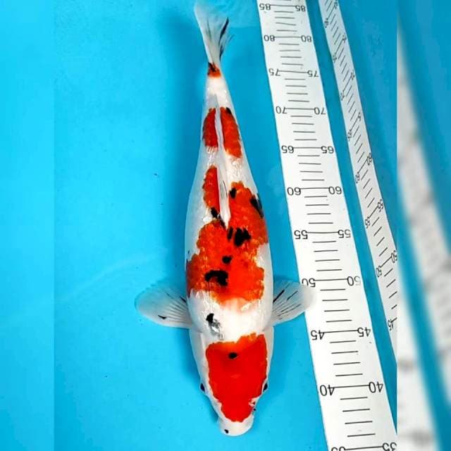40cm Jumbo Sanke Gindrin Bulky Badak