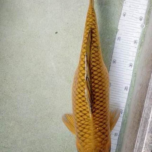St.cagaoi tembaga bawa telur siap pijah