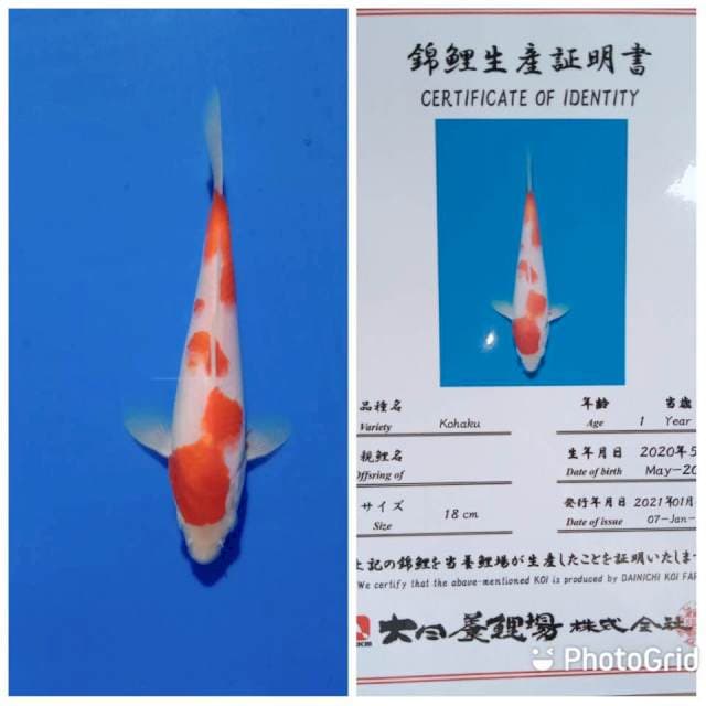 Kohaku dainichi farm tosai