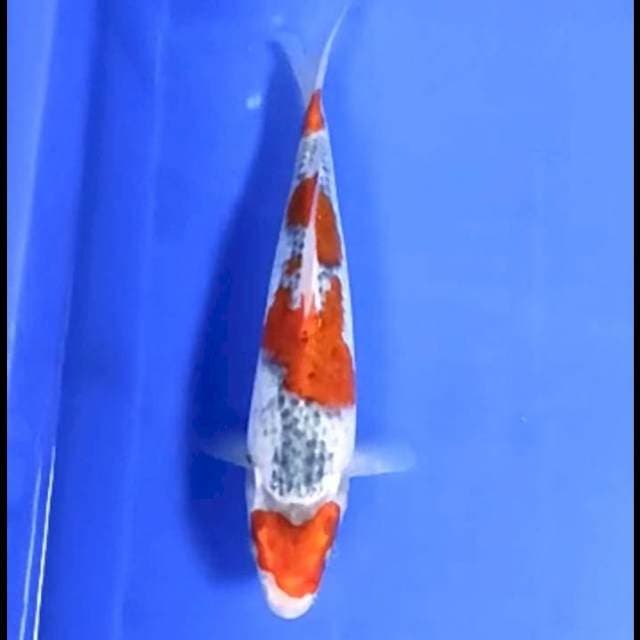MARUTEN GOSHIKI # 27CM