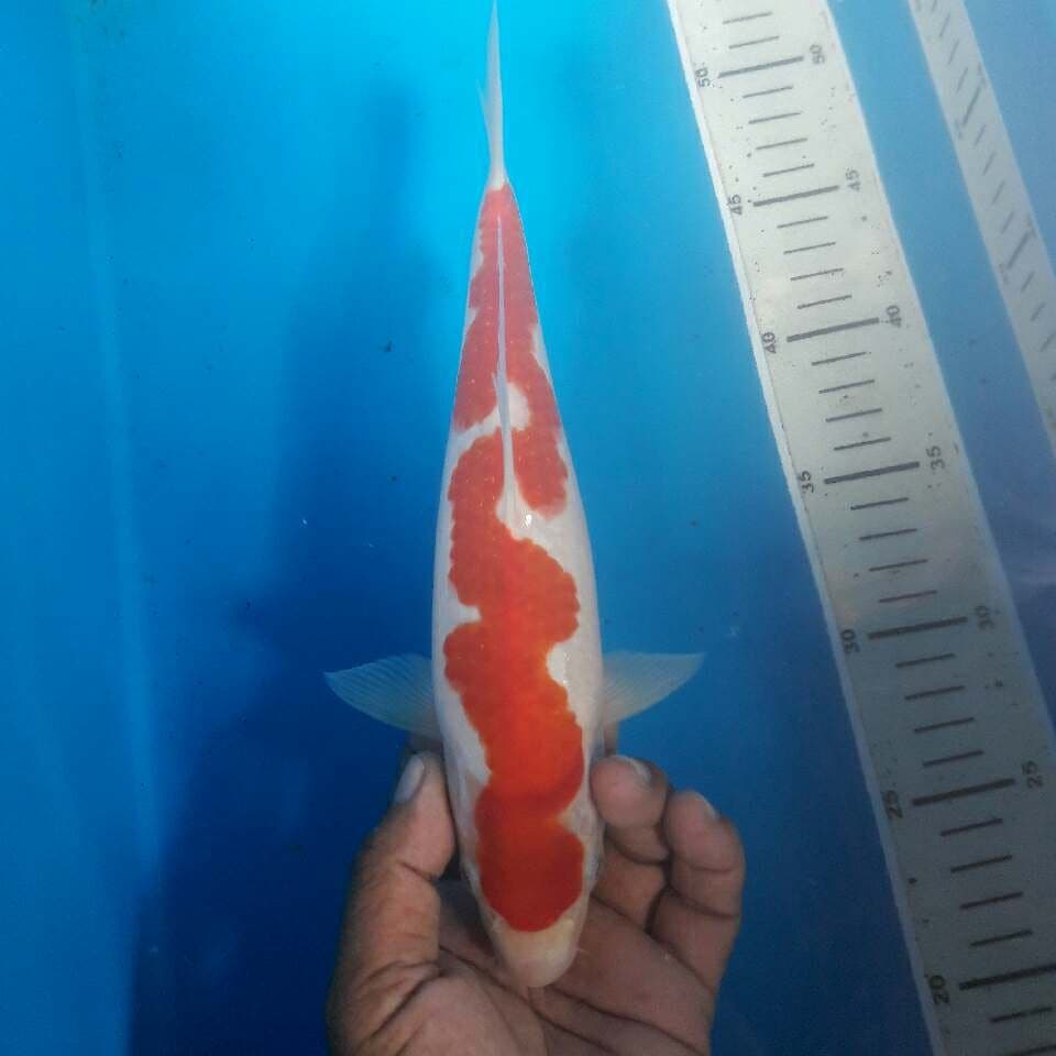 Red male inazuma kohaku naga petir
