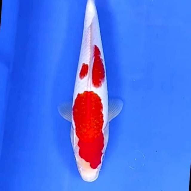 KOHAKU HOT # 30CM