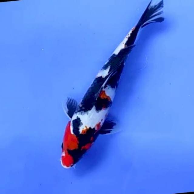 SHOWA SHANSOKU # 22CM