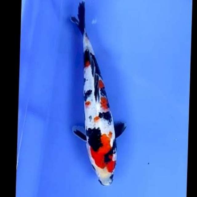 KINDAI SHOWA # 24CM