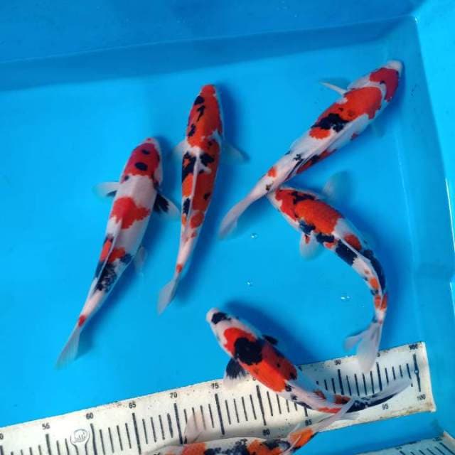 Mix koi 6 ekor