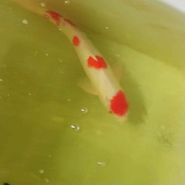 Maruten kohaku bongsor