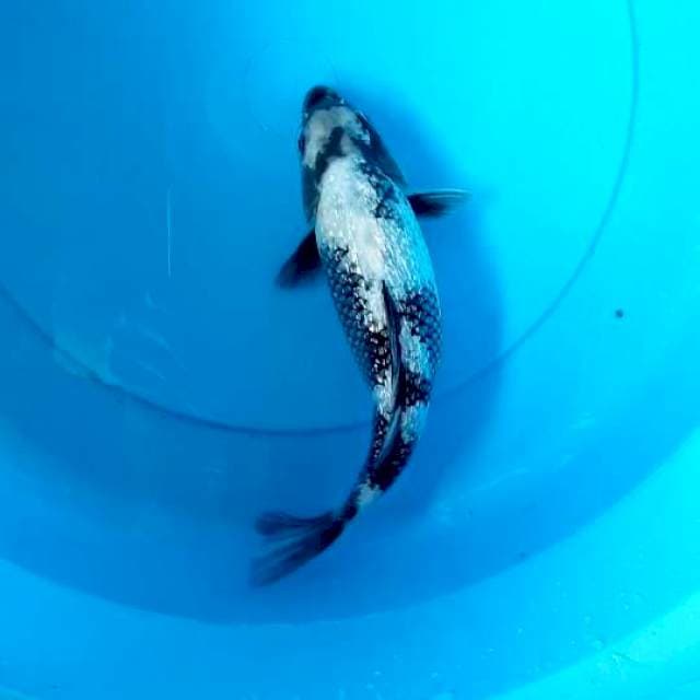 Shiro Utsuri 25bu