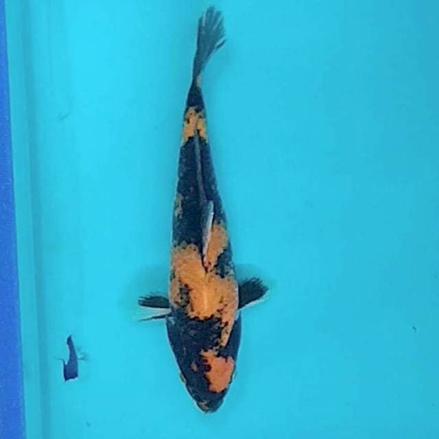 Ki showa 28cm