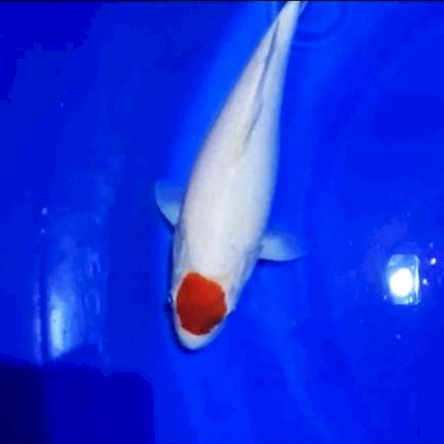 Kohaku body bulky Sq