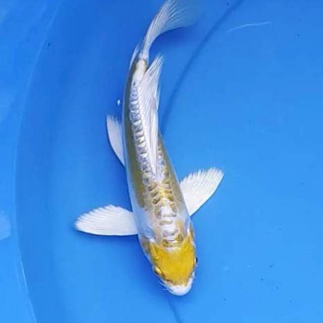 Kumpay hariwake doitsu 22 cm