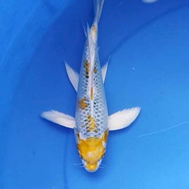Kumpay kujaku 21 cm