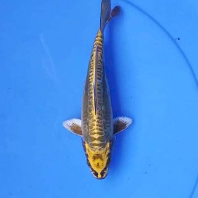Kawarimono 22 cm