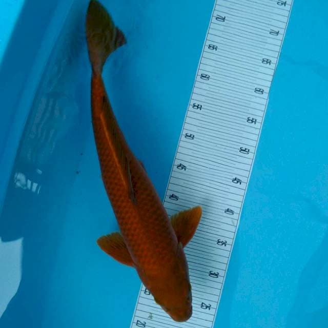 Tembaga 45cm