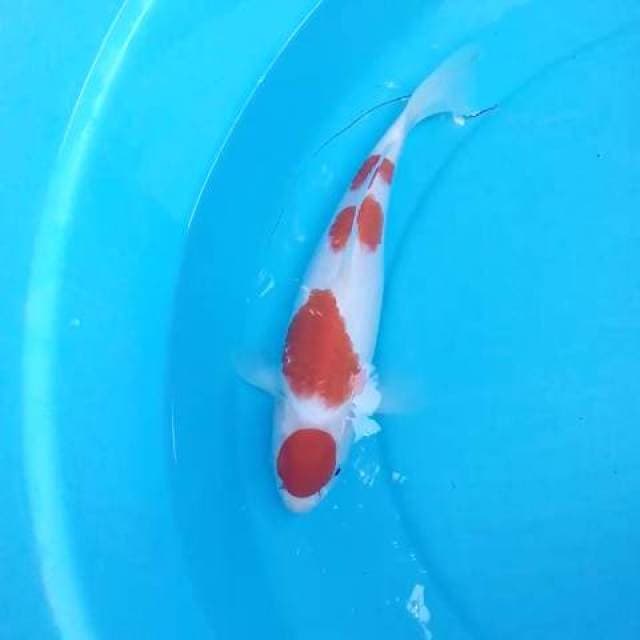 Kohaku 40bu Calon Jumbo