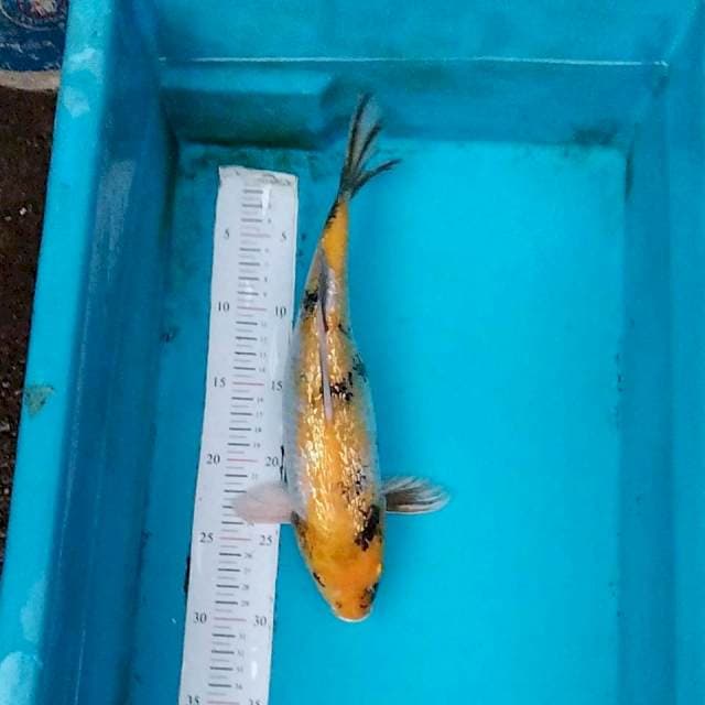 Ki showa ginrin 34cm