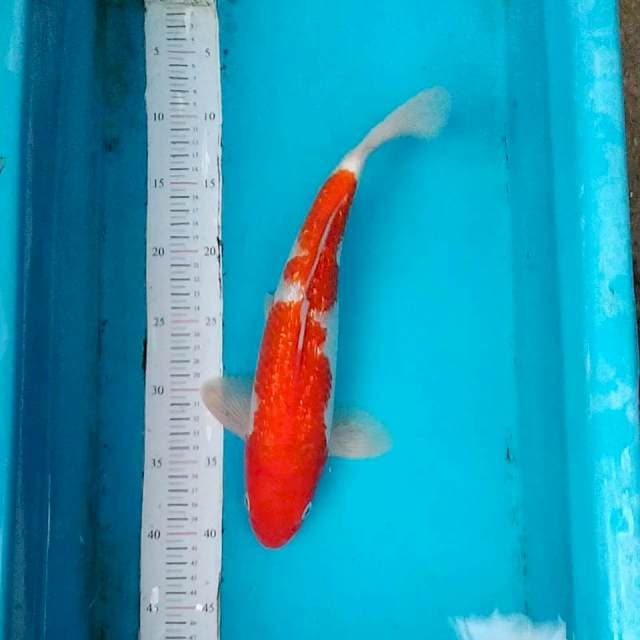 Kohaku ginrin 35cm